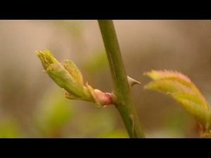 [VIDEO] Ruusujen kasvattaminen pistokkeista