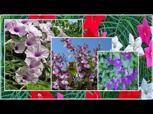 [VÍDEO] 4 ceps anuals amb flors més poc exigents
