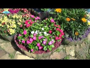 [VIDEO] En översikt över ettåriga blommor