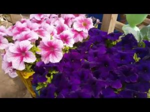 [VIDEO] Petunia