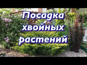 [VIDEO] Plantera barrträd för nybörjare