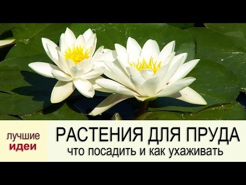 [VIDEO] Vilka vattenväxter att plantera i dammen