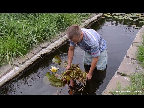[VIDEO] Plantera en näckros i en damm