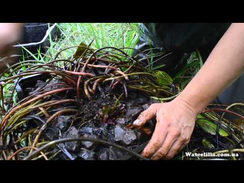 [VIDEO] Hur man sparar en näckros på vintern