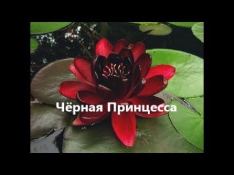 [VIDEO] Hur man transplanterar och delar nymfaeum i en damm