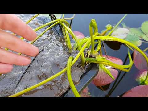 [VIDEO] Misstag när du odlar nymfer, näckrosor
