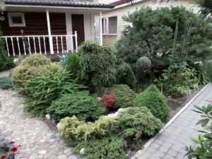 [VIDEO] Jardín mágico de plantas inusuales