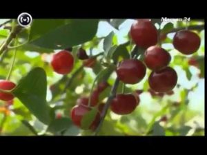 [VIDEO] Beskrivning av körsbärssorter från Trädgårdsinstitutet