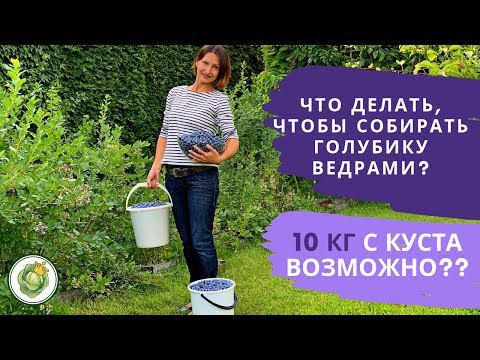 [ВИДЕО] Берете боровинки