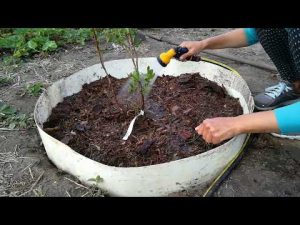 [VIDEO] Plantando arándanos de la A a la Z