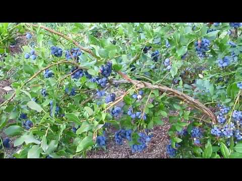 [ВИДЕО] 8 начина за подкисляване на почвата за боровинки