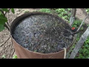 [VIDEO] Kasvilannoite mustikoita varten