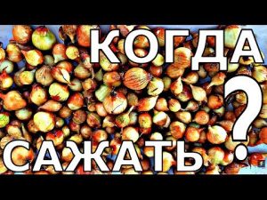 [VIDEO] Miért ültetik korán a sevokot?