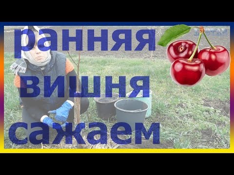 [ВИДЕО] Как да засадите череши правилно. черешови разсад