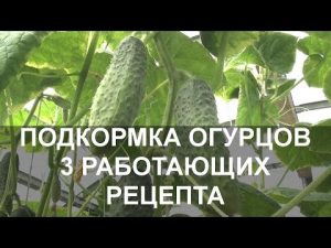 [VIDEO] Uborka etetése