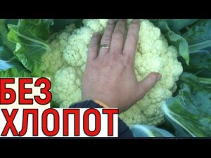[ΒΙΝΤΕΟ] Καλλιέργεια κουνουπιδιού από τον σπόρο μέχρι τη συγκομιδή