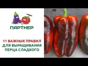 [VÍDEO] 11 regles per al cultiu de pebrots dolços