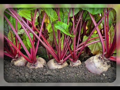 [VIDEO] Så att betorna föds