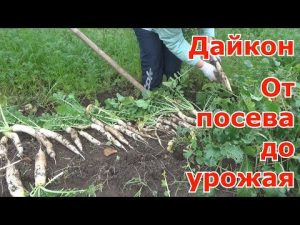 [ΒΙΝΤΕΟ] Όλα για το daikon. Από τη σπορά στη συγκομιδή