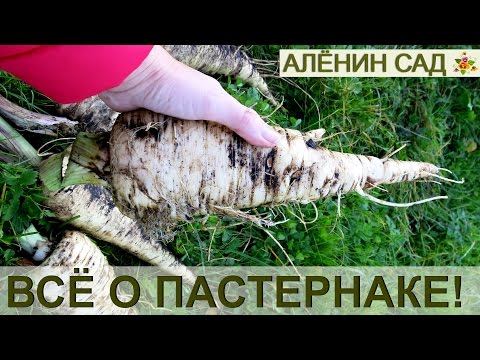 [VIDEO] Vad du behöver veta om palsternacka