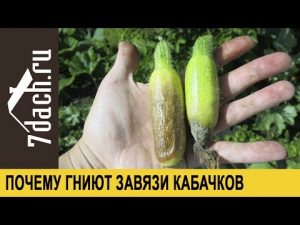 [VIDEO] Miért rothadnak el a petefészkek a cukkiniben?