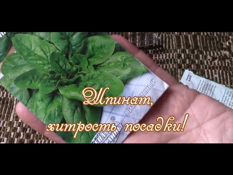 [VIDEO] Spenat. Tricket att plantera spenat!