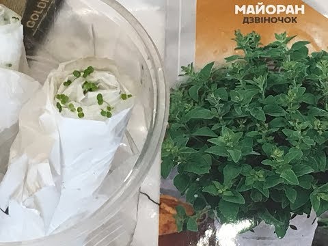 [VIDEO] Mejram. Kryddig trädgård.