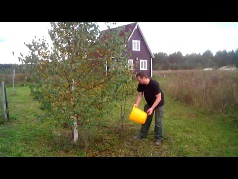 [VIDEO] Plantera svamp på en tomt eller stuga