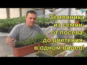 [VIDEO] Jahody ze semínek