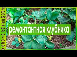 [ΒΙΝΤΕΟ] Φράουλες ανανεωμένες