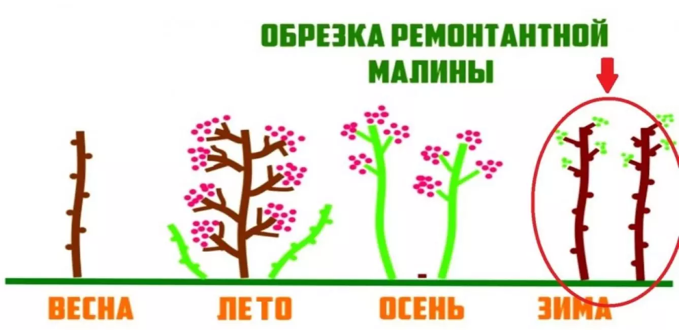 Εν μέρει, η δεύτερη καλλιέργεια θα είναι ώριμη, αλλά ένα σημαντικό μέρος της θα παραμείνει στον θάμνο με τη μορφή πράσινων μούρων και σε αυτή την κατάσταση ο θάμνος θα πάει για χειμώνα.