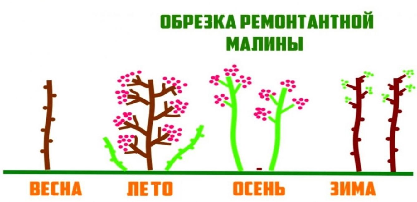 Διετής κύκλος καλλιέργειας remontant raspberries