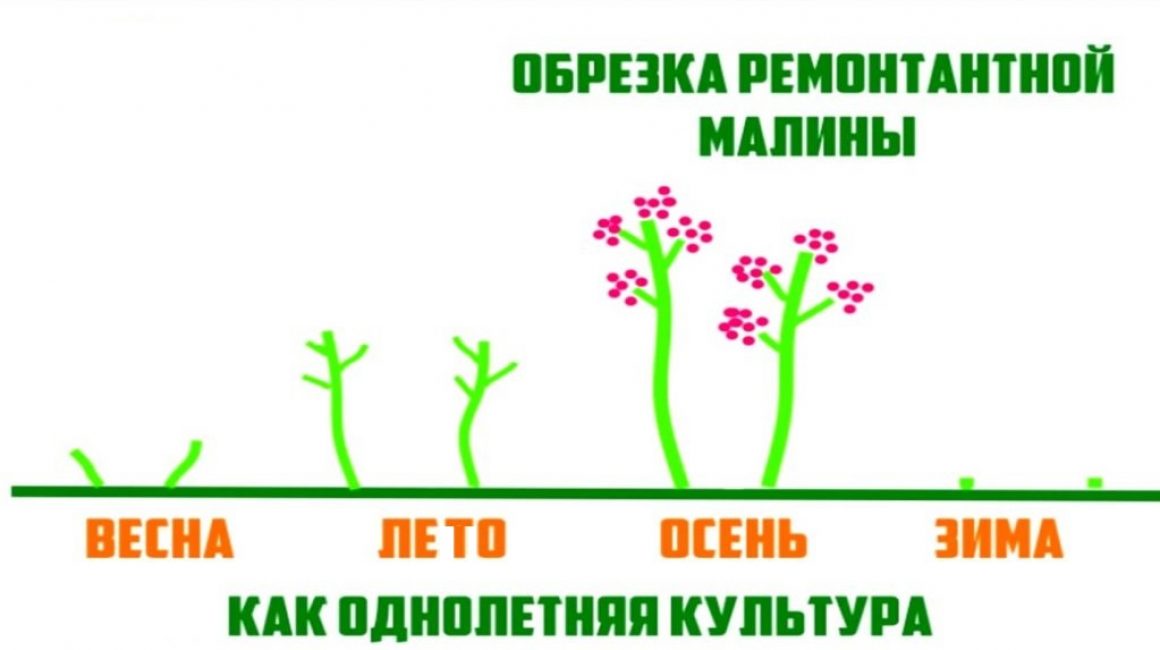 Ετήσιος κύκλος καλλιέργειας remontant raspberries