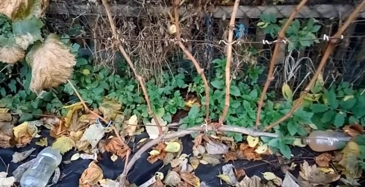 Oikein muotoiltu kolmevuotias rypälepensas