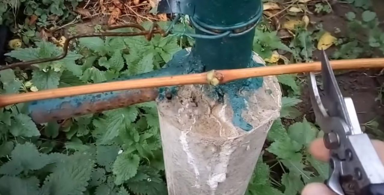 Viiniköynnösten karsiminen säleikön reunalla