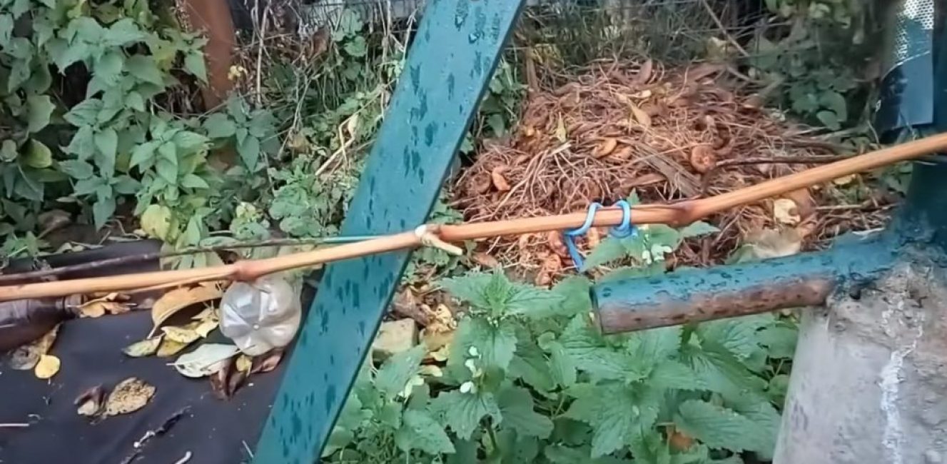 Viiniköynnöksen kiinnitys langalla