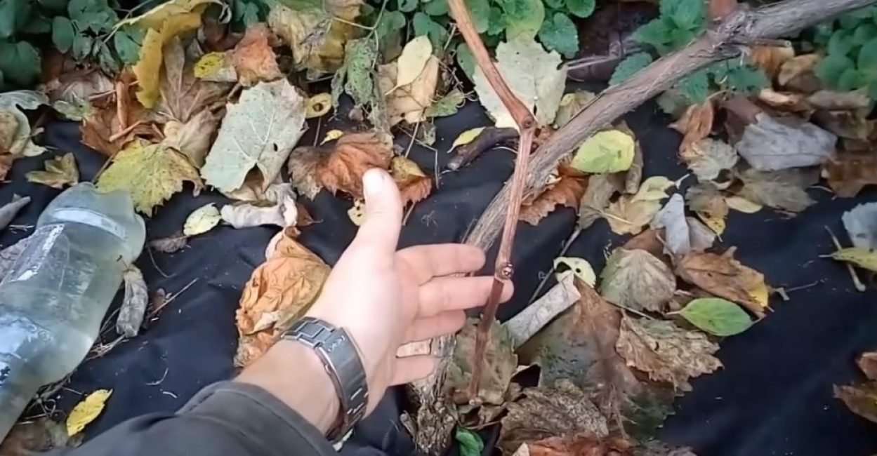 Ylimääräinen verso, joka kasvoi pääköynnöksen vieressä