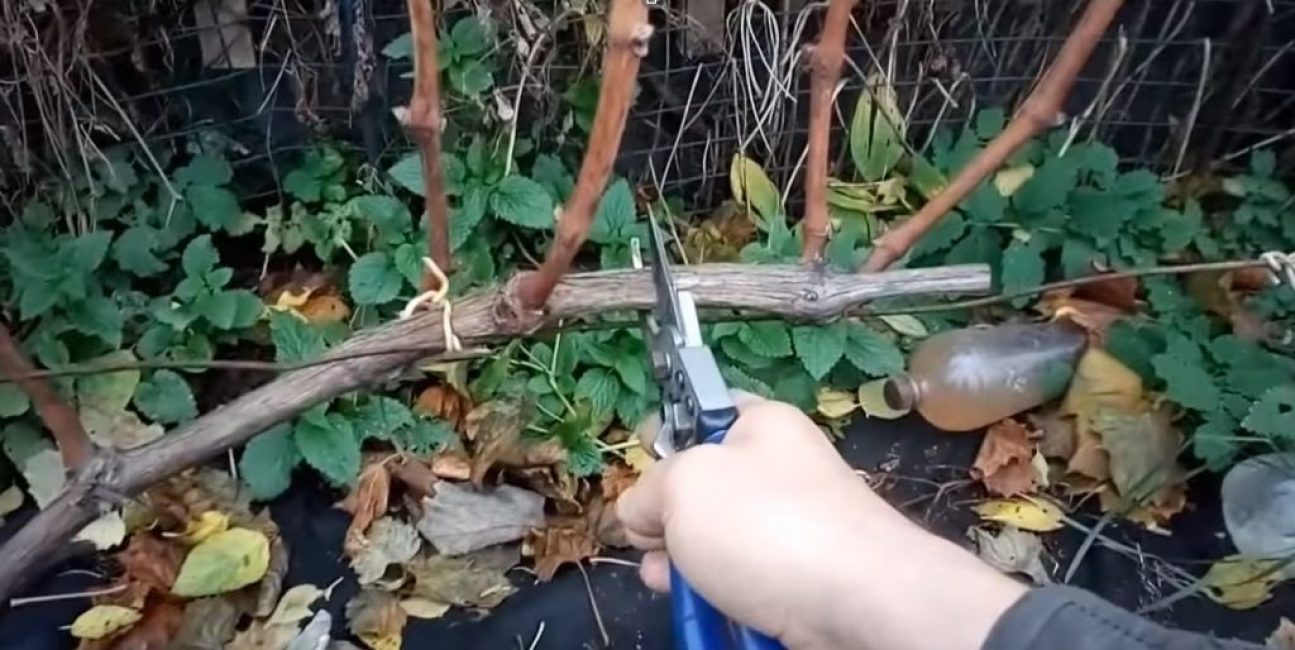 Leikkaaminen solmuvälien sijainnin keskellä