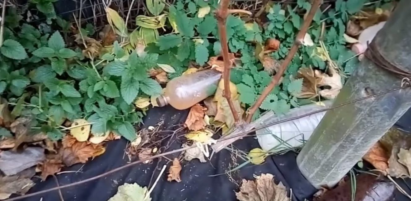 Viiniköynnöksiä, jotka itävät pistokkeista uuden pensaan