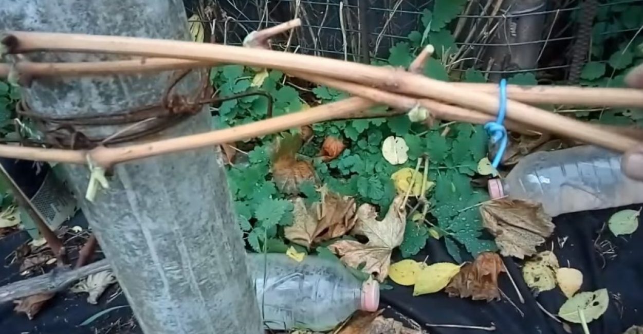 Viiniköynnökset kiinnitetään langalla ja kiinnitetään alempaan säleiköön