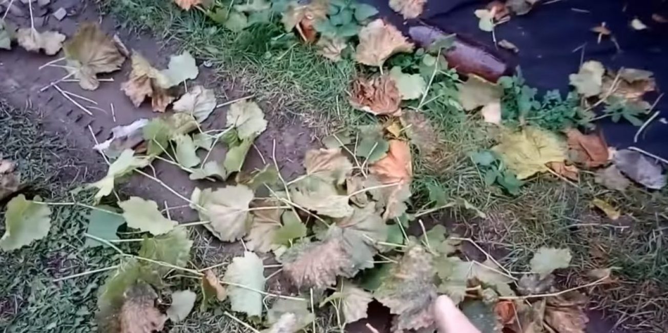 Leikkaaminen solmuvälien sijainnin keskellä