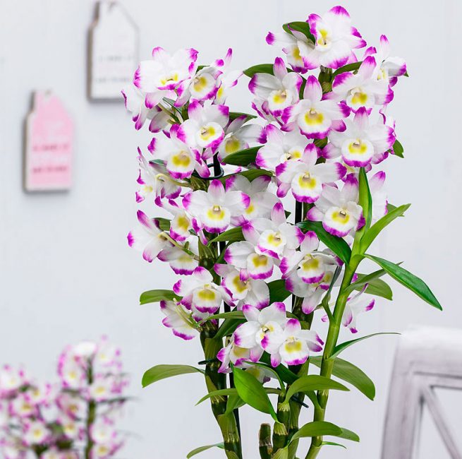 Ненадмината красота на Dendrobium nobile