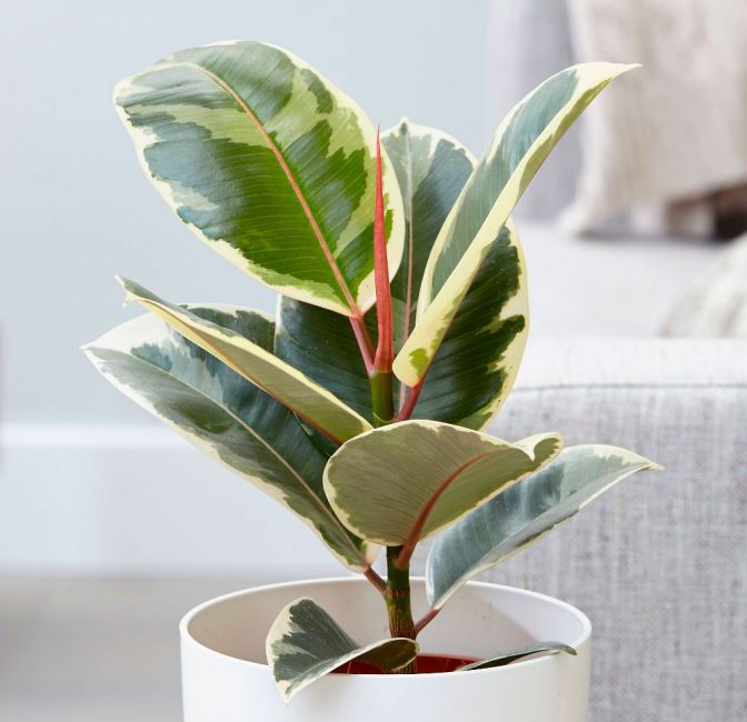 Vestit pintat d'un ficus que porta cautxú