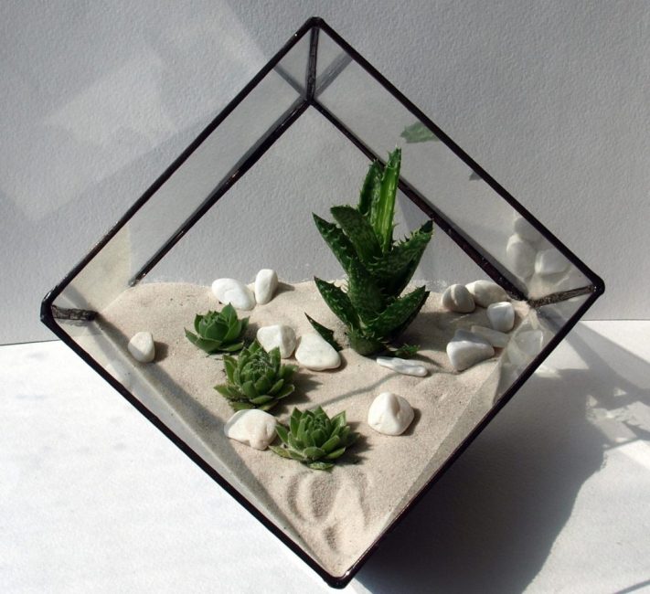 Typiskt florarium med ungar