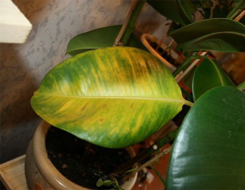 No li agrada el ficus i l'aire fred. Es pot observar un groc del fullatge No li agrada el ficus ni l'aire fred. El fullatge pot estar groguenc.