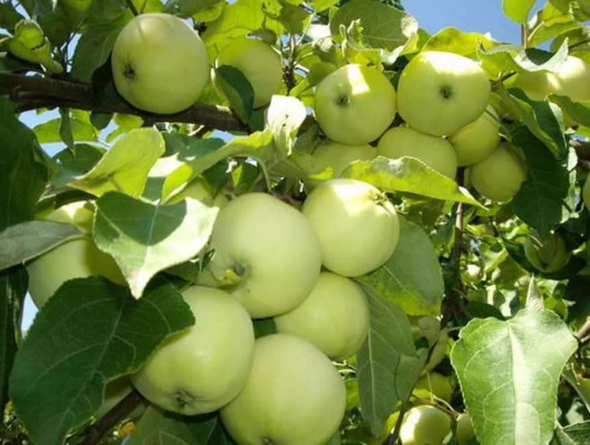 Relleno blanco