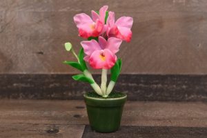 Orquídia Dendrobium - cura a casa. Tipus comuns. Què fer amb una flor després de la compra? Normes de cura i reproducció