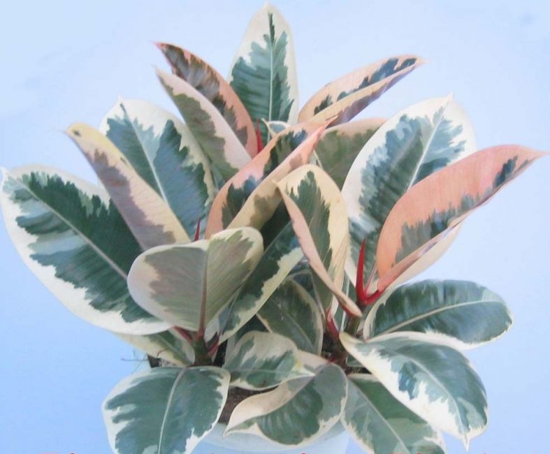 Foto ficus: Tineke