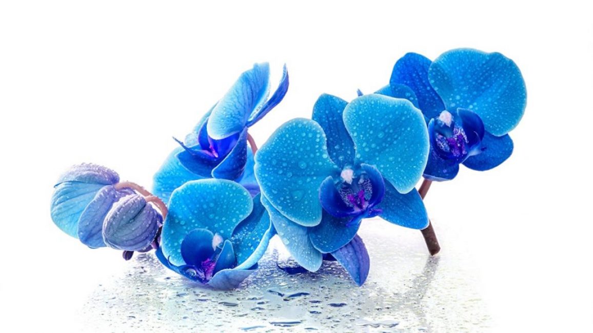 Orquídia papallona blava encantadora