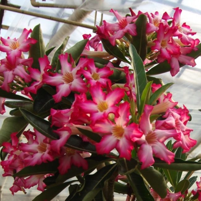 Adenium boehmiaum